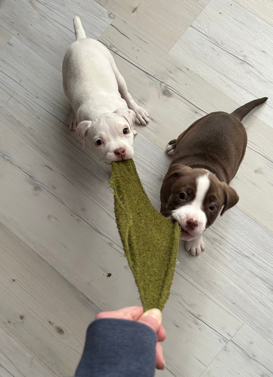 two pitbull puppies try to take a green washcloth from someones hand